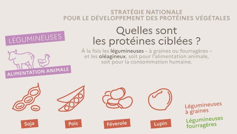 Infographie Stratégie Nationale Pour Le Développement Des Protéines Végétales Ministère De L 1641